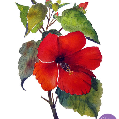 "Red Hibiscus" painting by artist Catherine Lemoine