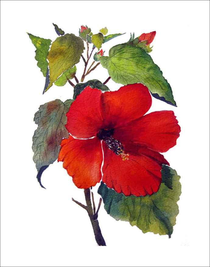 "Red Hibiscus" painting by artist Catherine Lemoine